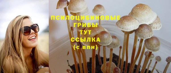 гашик Пересвет